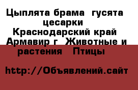 Цыплята брама, гусята, цесарки - Краснодарский край, Армавир г. Животные и растения » Птицы   